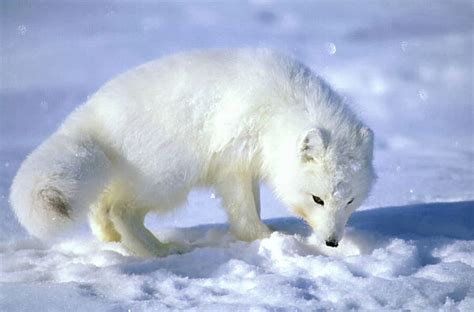 Arctic Fox Searches For Food Sniffing Lemmings And Other Food Under