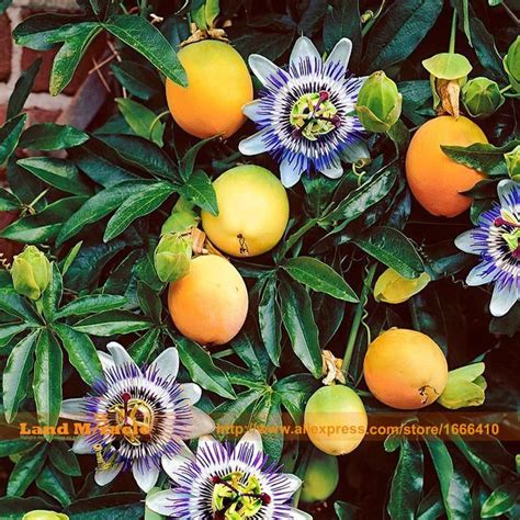 Organic Fruits Yellow Passionfruit Seed Rare Passiflora