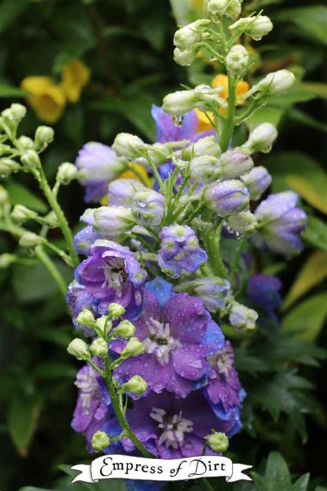 Tips For Growing Gorgeous Delphiniums In The Home Garden Best Garden