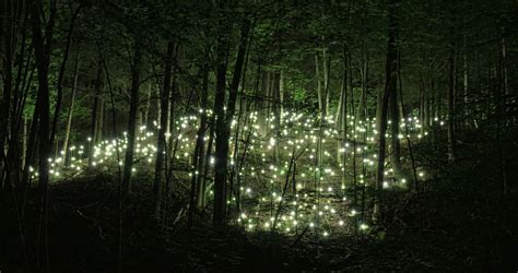 Magical Firefly Forest Image Id 340534 Image Abyss