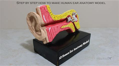 Step By Step How To Make 3d Human Ear Model Anatomystem Project For