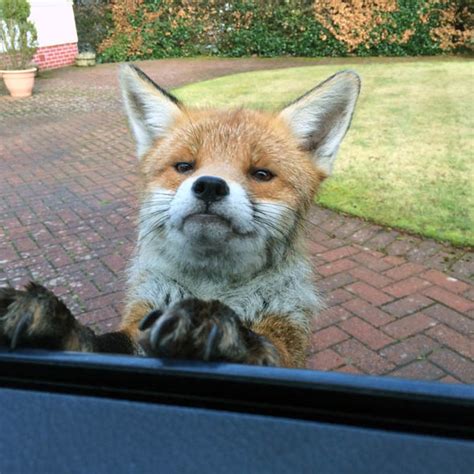Fearless Fox Caught In Amazing Picture By Motorist In His Own Garden Uk News Uk