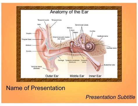 ppt anatomy of the ear ppt template 21 slide ppt powerpoint presentation ppt flevy