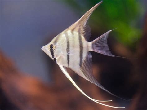 Angelfish Habitat Care Feeding Tank Size Breeding Aqua49