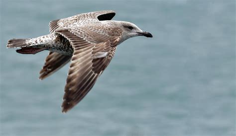 Juvenile Herring Gull Photograph By Chris Monks Fine Art America