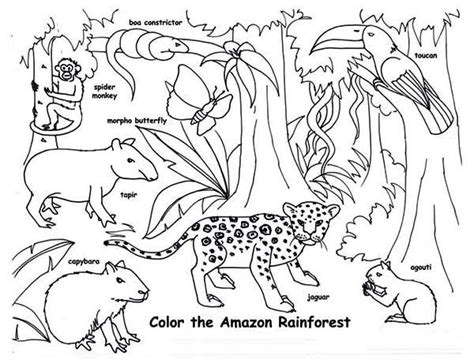 Amazon Rainforest Animals Coloring Page Amazon Rainforest Animals