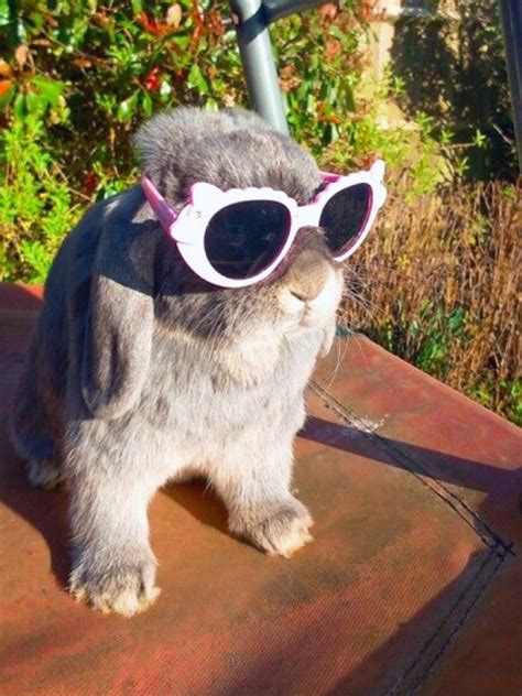Bunnies Wearing Sunglasses 17 Pics