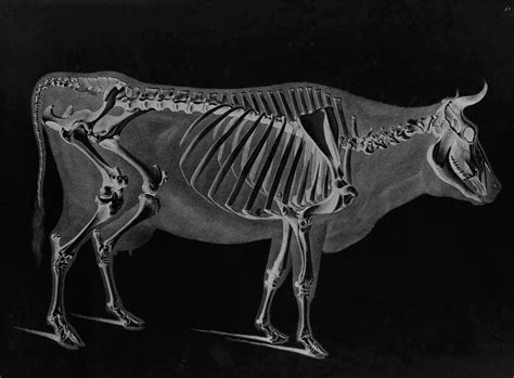 animal bones skeletal images