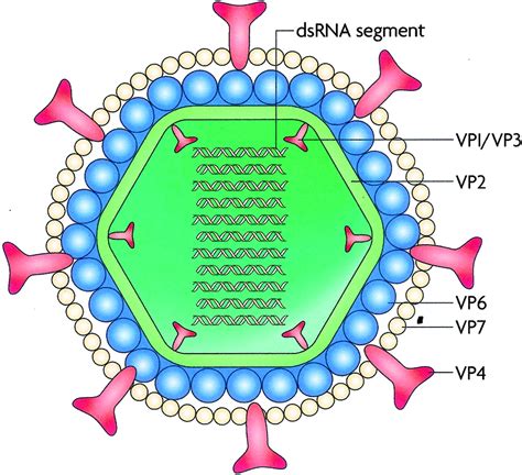 Rotavirus infections 1 definition rotavirus is the major cause of diarrhea and vomiting in young children worldwide. Rotavirus-Classification, Structure composition and ...