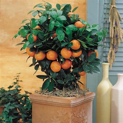 Gardens Alive 3 In Pot Calamondin Dwarf Orange Tree Potted At