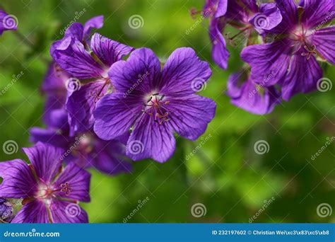 Flower Of A Purple Cranesbill Geranium X Magnificum Stock Photo