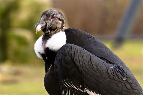 16 Of The Worlds Most Endangered Vulture Species Mnn Mother Nature