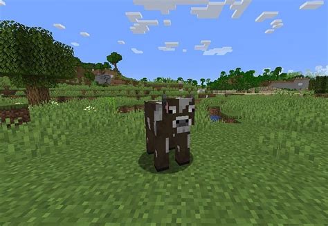 Minecraft Cows Wiki Behavior Spawn Breeding Trivia Faqs