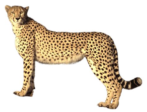 Cheetah Portable Network Graphics Clip art Transparency Image - cheetah