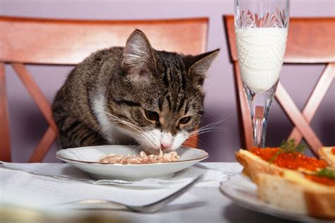 Cats eat anything meaty, so yes, depends on how fussy your cat is feeling. What to Do When Your Cat Gets Fussy About Eating - Catster