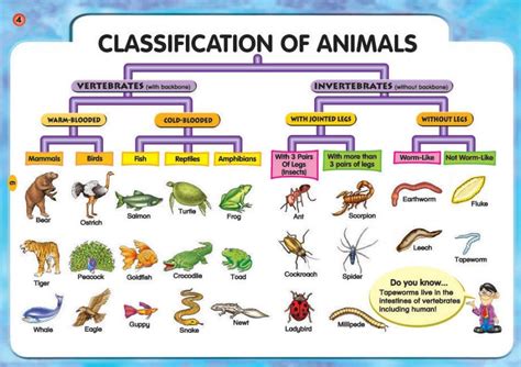 Two Classification Of Animals Vertebrates And Invertebrates James