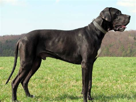 Great Dane All Big Dog Breeds