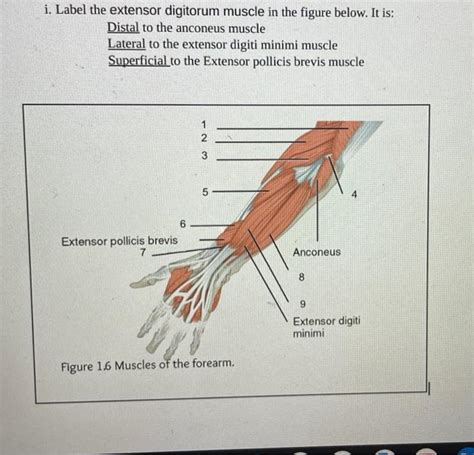 Solved Label The Extensor Digotorum Muscle In The Figure Chegg