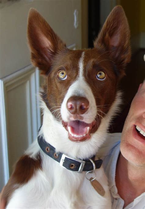 Yes Australian Kelpie Border Collie Cross Working Dogs Cute Dog