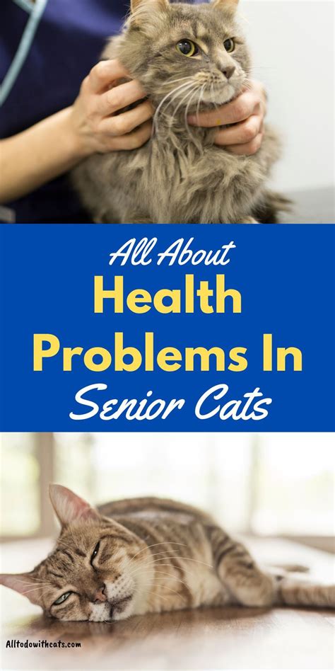 Elderly Cat Health Problems The Ultimate Guide All To Do With Cats