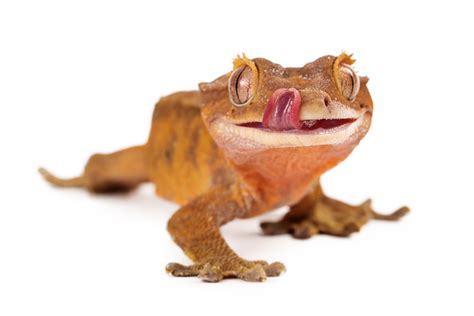 Crested Gecko Care Guide Exotics Keeper Magazine