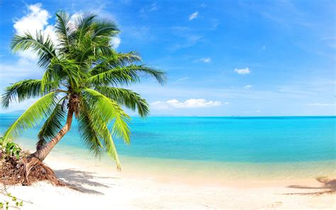 Palm Trees On The Beach Wallpaper