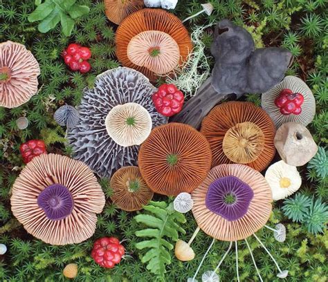 Mushrooms Star In Unexpectedly Colorful Nature Photography Series