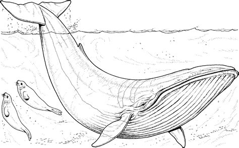 247 Dessins De Coloriage Baleine à Imprimer Sur Page 23