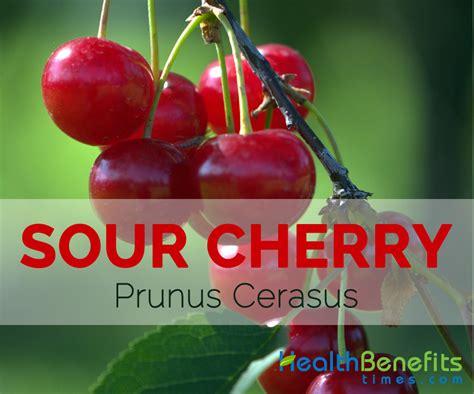 Sour Cherry Facts Health Benefits And Nutritional Value
