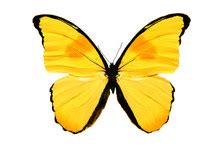 Yellow Butterfly Free Stock Photo - Public Domain Pictures