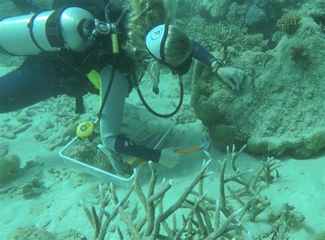 Safeguarding Australias Great Barrier Reef T Eurekalert