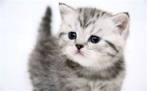Cute Kitten Desktop Wallpapers 1440x900