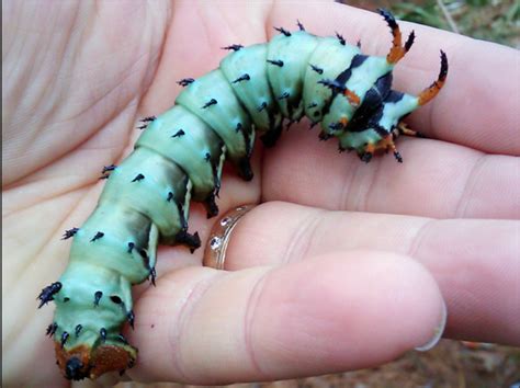 Green Caterpillar Identification Guide Common Type Vrogue Co