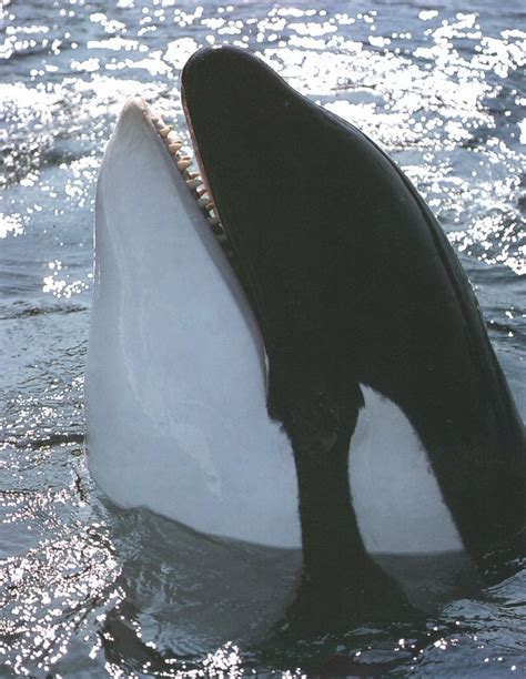 Killer Whale Orcinus Orca 범고래 Spy Hopping Display Full Image