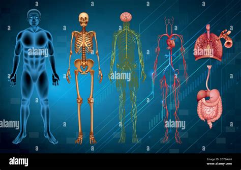 Sistemas Del Cuerpo Humano Imágenes Vectoriales De Stock Alamy