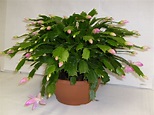 Christmas Cactus: The Beautiful Without Thorns - InspirationSeek.com