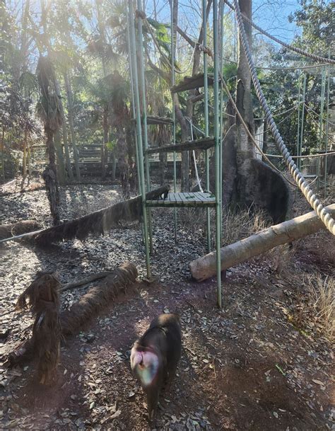 Zoo Atlanta 2023 Drillwolfs Monkey Exhibit Zoochat