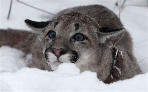 Baby Puma Playing In Snow Pumas Animal And Zoos