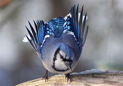 The Blue Jay Canadian Lovely Bird Basic Facts And Information