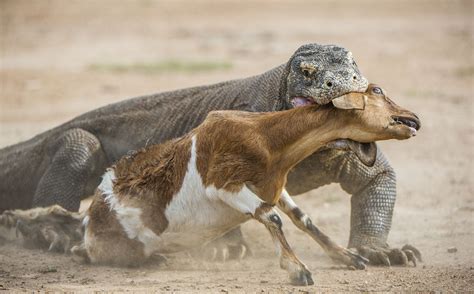 Ces animaux sont capables de manger un cerf en quelques minutes. Rencontrez le Dragon de Komodo, ce redoutable prédateur ...