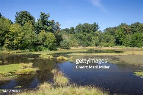 Wetlands On Nisqually Delta Nisqually National Wildlife Area Washington