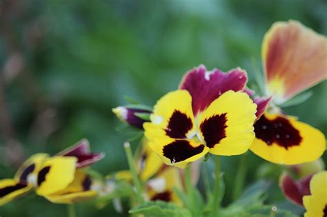 Pansy Yellow Flowers Free Photo On Pixabay Pixabay