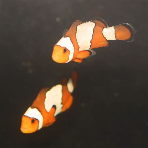 Salty Underground Snowflake Clownfish Amphiprion Ocellaris