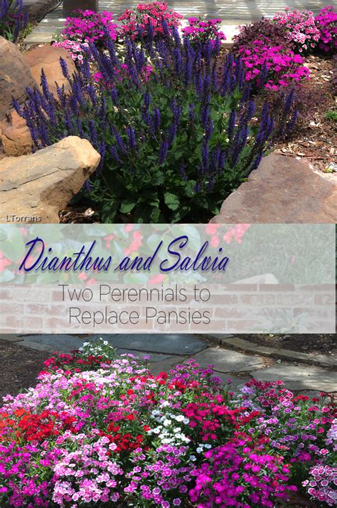 Perennials can be highly useful and attractive in the home landscape. Texas Perennial - Dianthus or "Pinks" | Perennials, Pink ...