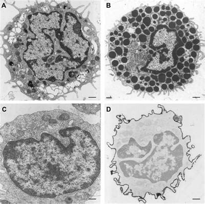 Frontiers The Role Of Lamins In The Nucleoplasmic Reticulum A