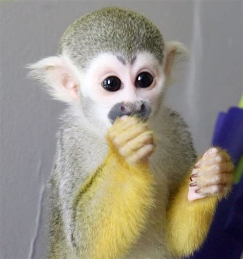 Squirrel Monkey For Sale in Metairie-Hammond Highway, LA (1)