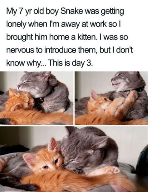 Wholesome Animal Memes To Start The Week Off Right — Funny Pictures