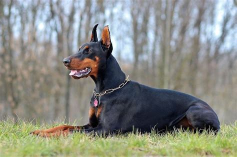 Top 20 Tough Looking Dog Breeds With Pictures Hepper