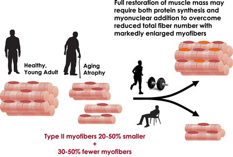 Exercise Promotes Healthy Aging Of Skeletal Muscle Cell Metabolism
