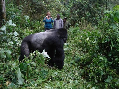 Gorilla Trekking In Bwindi Impenetrable National Park